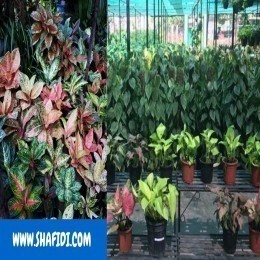 FRESH AGLAONEMA